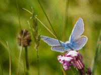 Pimpernelblauwtje : Algarve, Europa, Groei en Bloei, Moerputten, Nederland, Nrd. Brabant, Portugal, Reisen, Wandeling