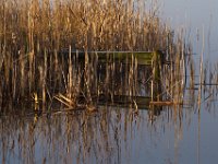 Riet