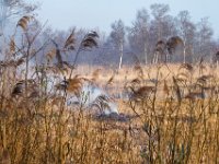 Verbranding van afval van riet