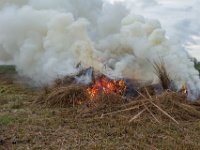 Verbranding van afval van riet