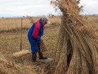 Schoonmaken van onderkant van het riet.