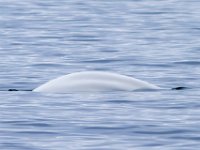 130721 Noorwegen IMG 1603  Beluga (witte dolfijn)