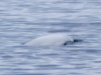 130721 Noorwegen IMG 1619  Beluga (witte dolfijn)