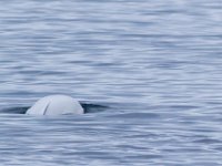130721 Noorwegen IMG 1622  Beluga (witte dolfijn)