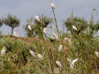 Koereigers : Europa, Portugal, Reisen, europa
