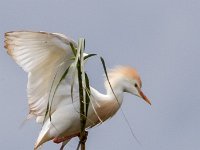 Koereiger : Europa, Portugal, Reisen, europa