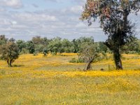 geel landschap : Europa, Portugal, Reisen, europa