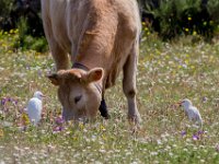 Koereigers : Dieren, Europa, Koeien, Portugal, Reisen, europa