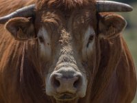 Flinke stier : Dieren, Europa, Koeien, Portugal, Reisen, europa