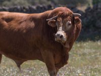 Geweldige spierbundel : Dieren, Europa, Koeien, Portugal, Reisen, europa