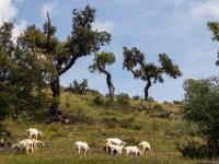 Kurkeiken en geiten : Europa, Portugal, Reisen, europa