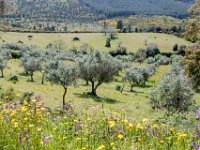landschap met olijfbomen : Europa, Portugal, Reisen, europa