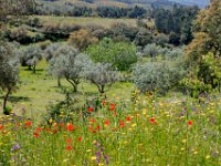 olijfbomen en kurkeiken : Europa, Portugal, Reisen, europa