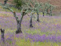 olijven in paars veld : Europa, Portugal, Reisen, europa
