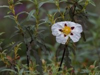 Cistus : Europa, Portugal, Reisen, europa
