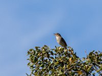 Nachtegaal : Europa, Portugal, Reisen, europa