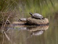 Schildpadden : Europa, Portugal, Reisen, europa