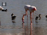Video Flamingo's