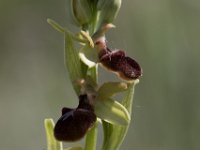 Orchidee : Europa, Reisen, Spanje, europa
