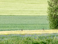 Herten in veld : Europa, Reisen, Spanje, europa