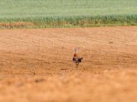 Grote trap : Europa, Reisen, Spanje, europa
