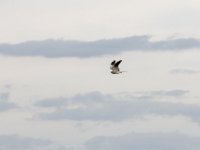 150514 Castrojeriz IMG 3384 : Europa, Reisen, Spanje, europa